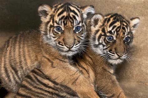 Names of twin Sumatran tiger cubs born at Safari Park revealed